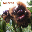Marron