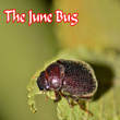 The June Bug