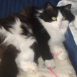 Chat, tu es mon ami