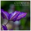 "'Clematis": Classical Flowers