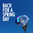 Bach for a Spring Day