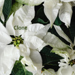 Clone