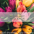 Hello May with Bach