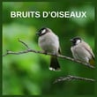 Bruits d´Oiseaux