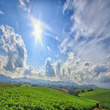 A Summer Day