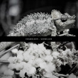 Chameleon