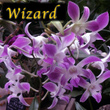 Wizard