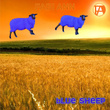 Blue Sheep