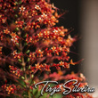 Tirza Silveira