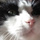 Chat, tu es mon ami