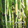 Auprès des arbres