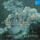 II. Larghetto (Arr. for Small Orchestra by Ferdinand Ries)