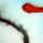 Penetrate