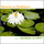 Awakening/Eveil