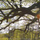 Music for Mindfulness