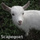 Scapegoat