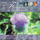 The Thistle Of Scotland