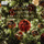 Exsultate Jubilate in F major, K. 165: Alleluia