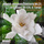 Vivaldi: Bassoon Concerto No. 31 in C Major, RV 476: II. Largo (Arr. for Solo Piano)