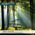 Quintet in F Minor for Strings and Piano, Op. 34 (Arr. for Orchestra by Henk de Vlieger): II. Andante, un poco adagio