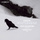 Winterreise, Op. 89, D. 911 (Arr. for Baritone & Piano): No. 1, Gute Nacht