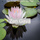 Music for Zen Gaya and Rain Sounds