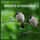 Bruits d´Oiseaux (01)