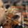 Violin Concerto in D Major, Op. 77: I. Allegro non troppo