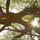 Music for Zen Meditation