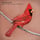 Old Crows (Album Version)