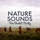 Wetland Birds